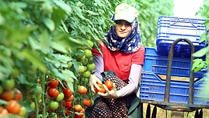 Domatese Şok Düşüş