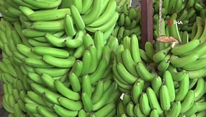 İthal Muz ve Üretim Arttı! Yerli Muzun Fiyatı Düştü!