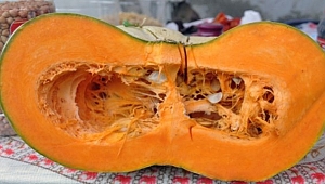 Sağlık ve lezzet balkabağında