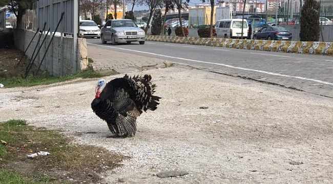 Bu Kez Yılbaşı Hindisi Kaçtı