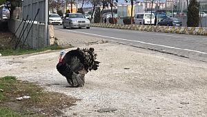 Bu Kez Yılbaşı Hindisi Kaçtı