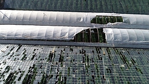 Kaş'ta Hortum Seralara Büyük Zarar Verdi