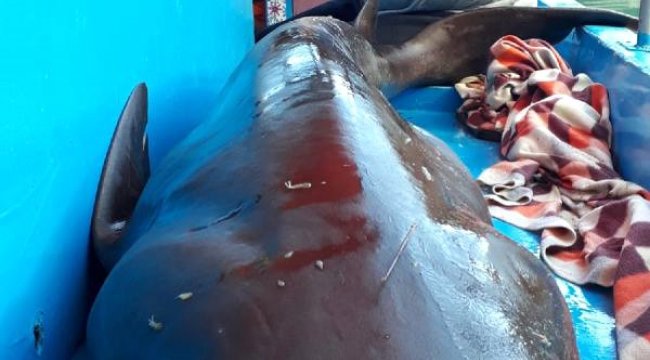 Yakaladıkları 2,5 Metrelik Köpek Balığını Denize Bıraktılar