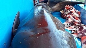 Yakaladıkları 2,5 Metrelik Köpek Balığını Denize Bıraktılar