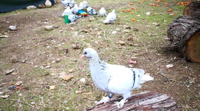 50 Bin Lira Değerindeki Güvercinleri Çaldılar! Hemen Yakalandılar