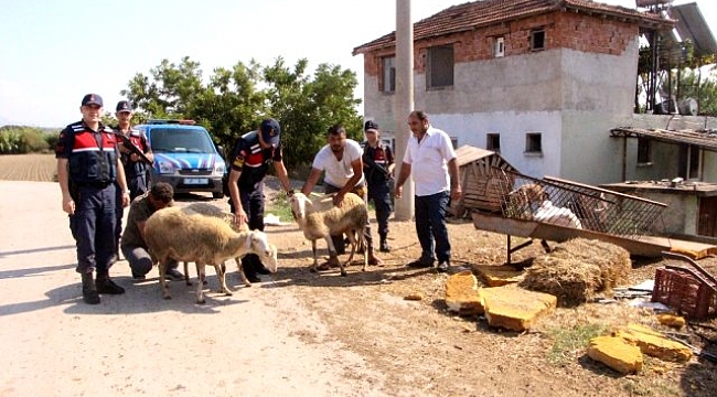 Hayvan Hırsızları Böyle Yakalandı