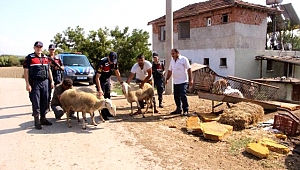 Hayvan Hırsızları Böyle Yakalandı