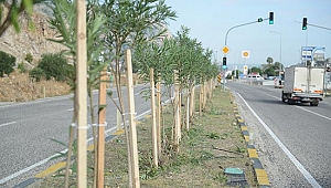 Yayaları tehlikeye Atan Zakkumlar budandı