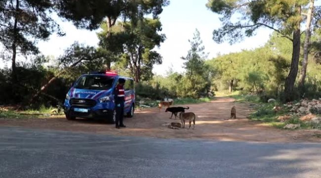 Antal'ya Sokağa çıkma yasağı boyunca sokak hayvanlarını unutmadı