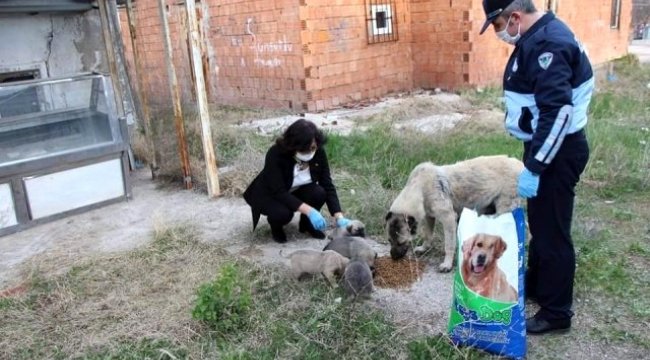 Sungurlu Belediyesi sokak hayvanlarını unutmadı