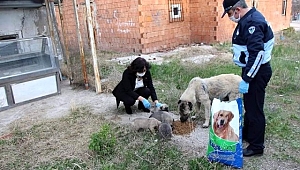 Sungurlu Belediyesi sokak hayvanlarını unutmadı