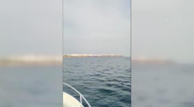 Antalya Körfezi'nde Ölü Halde Akdeniz foku bulundu