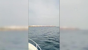 Antalya Körfezi'nde Ölü Halde Akdeniz foku bulundu