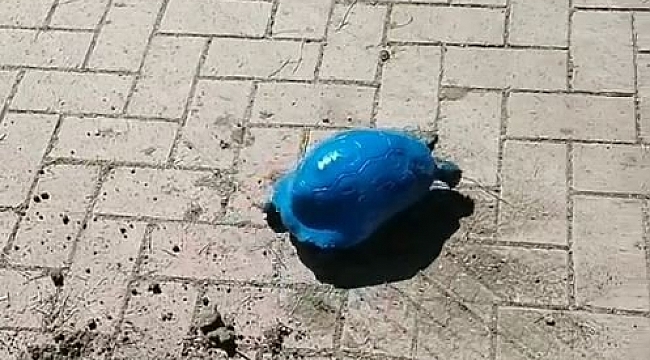 Antalya'da Kaplumbağa Maviye Boyadılar!
