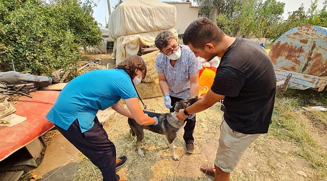 Kepez Belediyesi Yangın Bölgesinde Hiç Bir Canlıyı Unutmadı