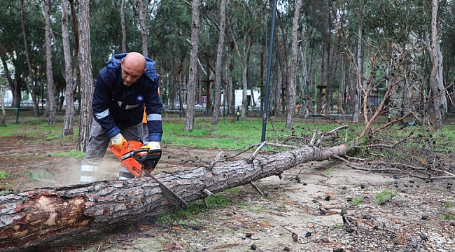 Konyaaltı Beach Park'ta Tehlikeli Ağaçlara Karşı Önlem Alındı