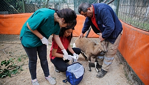 Yaralanan Yabani Keçi ASAT Müdürlüğüne Sığındı