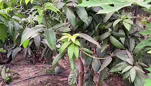 Alanya'da mango üretim alanı 2 yılda 2 kat arttı