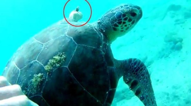 Hayalet ağa dolanıp, yüzgeci kopan caretta carettayı kurtardı