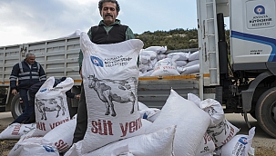 Antalya'da Büyükbaş Hayvan Yetiştiricilerine Hibeli Süt Yemi Desteği