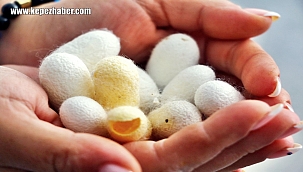  Alanya'da İpek Böceği Yetiştiriciliği Başladı