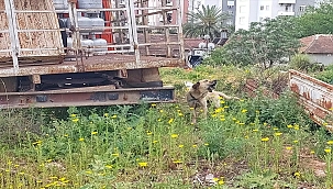 Antalya Kepez'de İhmal Edilen Köpek Barınağa Teslim Edildi
