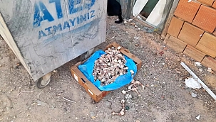 Kepez'de Apartmanda Köpek Kokusu ve Rahatsızlık Tartışması