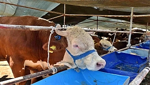 Kepez'de Kurban Pazarı ve Kesim Hazırlıkları Tamam