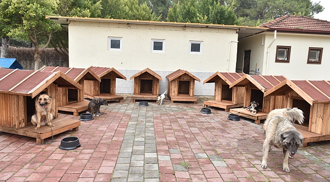 Kepez'de Patili Dostlara Sıcacık Dokunuş: Yeni Yuvalar Kuruldu