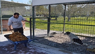 Konyaaltı’nda Sokak Hayvanlarına Sıfır Atık Desteği