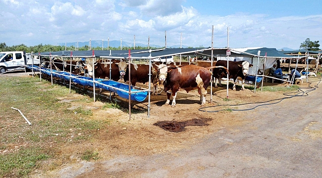 Kepez'de Kurban Pazarlarında Bayram Hareketliliği